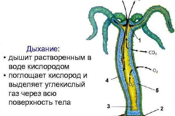 Кракен орг